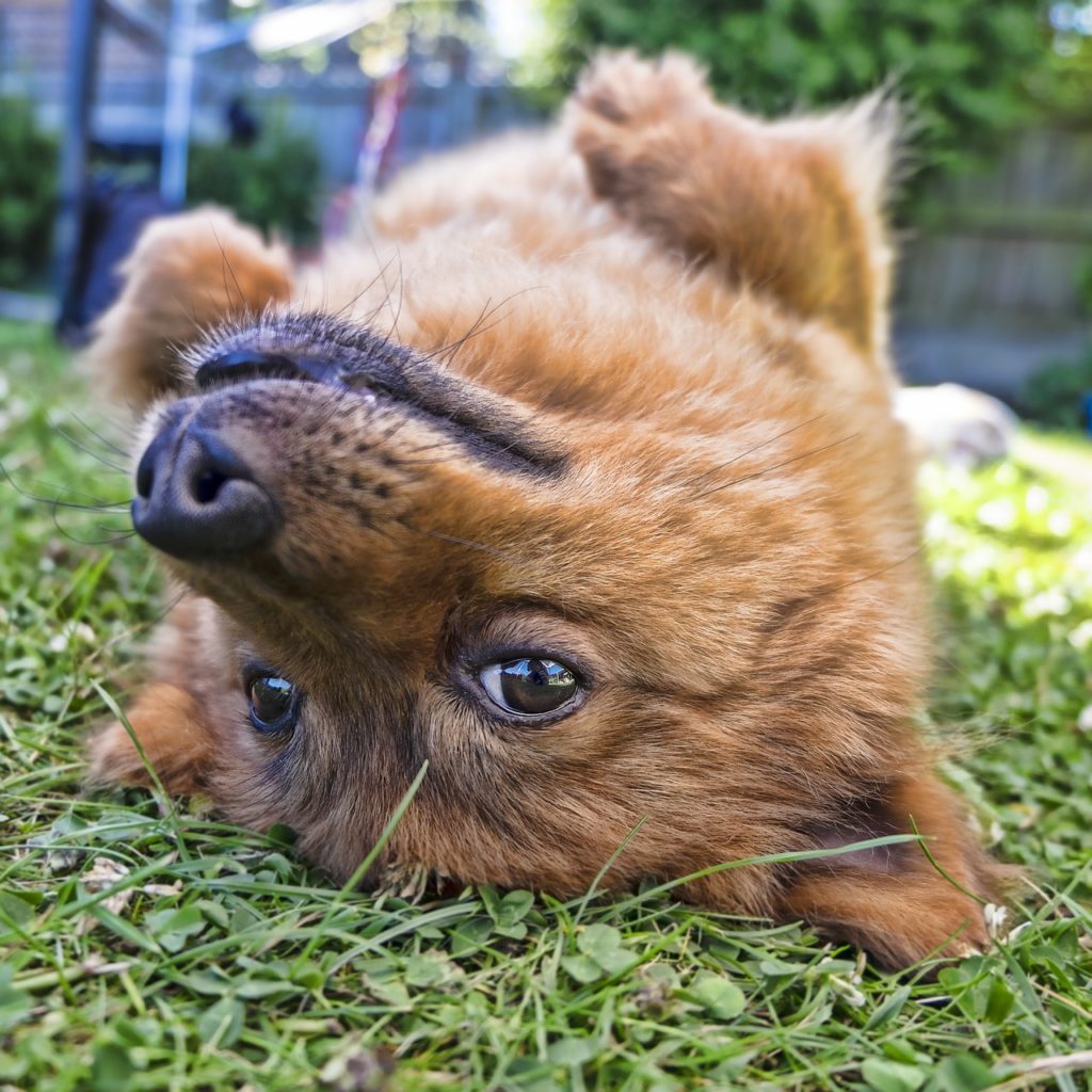 dog, upside down, square-2785076.jpg